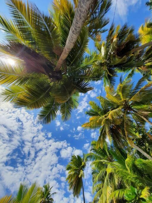 Ti Sucrier Jaune - Douceur Caraibe Vue Mer Le Carbet Kültér fotó